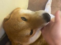 -啡语