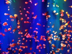 -成都浩海立方海洋公园