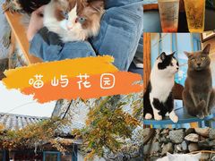 -喵屿·大理花园猫咖