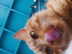 -喵屿·大理花园猫咖