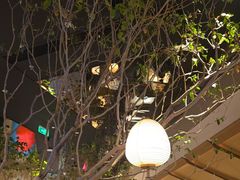 -桂满陇·海市蜃楼·黑金(国金店)