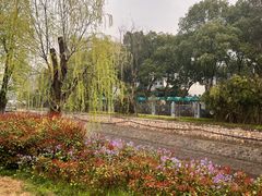 -金陵中学(河西分校)