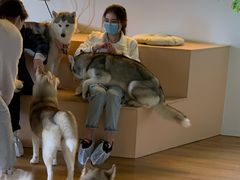 -Husky Go! 哈士奇体验馆·宠物咖啡厅狗咖