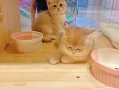-屋虎猫馆(宝安大仟里店)