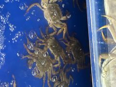 -阳澄湖大闸蟹·琼灵阁牌品牌连锁(吴中总店)