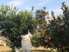 -上海长兴岛郊野公园