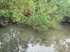 -大亚湾红树林城市湿地公园