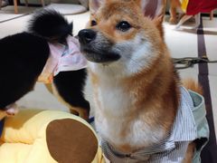 -逗柴咖啡屋·狗咖猫咖宠物桌游