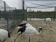 -盐城丹顶鹤湿地生态旅游区