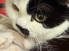 -凯特喵百思猫专科医院
