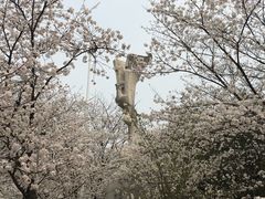 -武汉大学-樱园