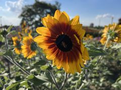 -荷兰花海