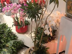 -溪岸路花鸟市场