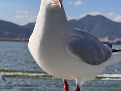 -海埂大坝