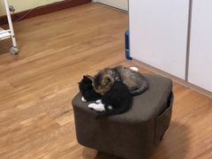 -平行世界·猫咖(首经贸店)