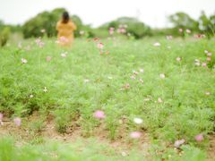 -西京湾花海