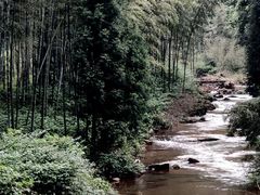 -黄荆老林