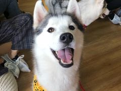 -Husky Go! 哈士奇体验馆·宠物咖啡厅狗咖