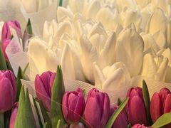 -循礼门鲜花花市(武汉循礼门店)