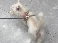 -瑞鹏宠物医院·超声·骨科·奇麟分院(蜀都万达店)