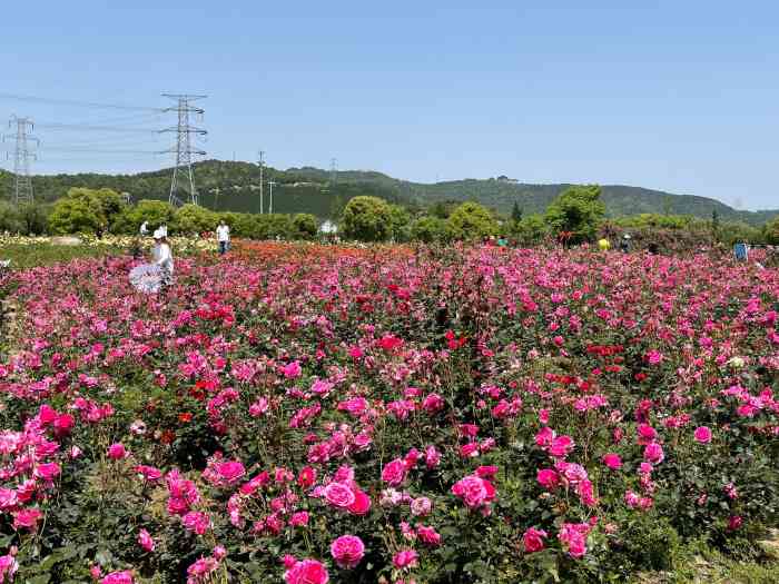 苏州抖起来达人谷·张桥月季园-"这个月季园在旺山边上,超赞,还不要