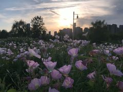 -洋湖国家湿地公园