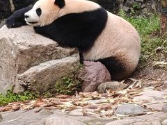 -都江堰中华大熊猫苑