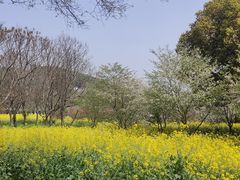-苏州上方山国家森林公园