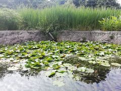 -成都市活水公园