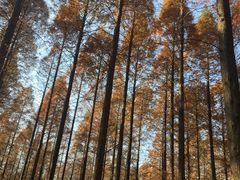 -黄海国家森林公园