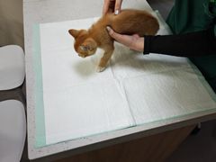 -瑞派宠物医院·犬猫全科·猫友好(宾水西道店)