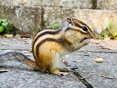 -五营红松林海景区