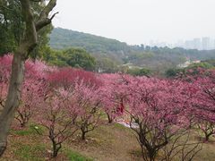 -无锡梅园公园