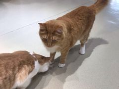 -藏猫猫咖啡主题馆(中央大道店)