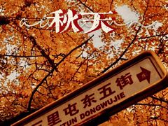 -三里屯东五街银杏大道