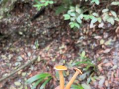 -缙云山景区