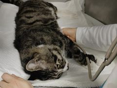 -纳吉亚猫专科动物诊疗中心(蒋宅口分院)