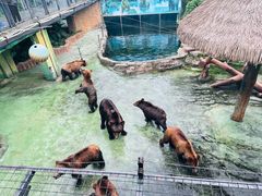 -深圳野生动物园