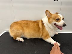 -comecome来吧宠物(奥克斯中心店)