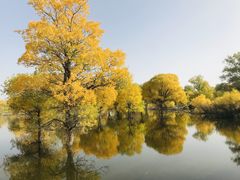 -金塔沙漠胡杨林景区