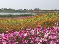 -洪湖湿地生态园