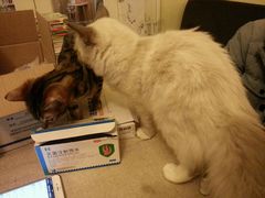 android_upload_pic-猫色咖啡·猫咖