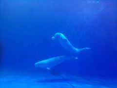 -多彩贵州城极地海洋世界