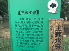 -荷塘月色湿地公园·向阳花洲