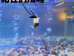 -白仁仔· 活烤海鲜 宵夜(豫园店)