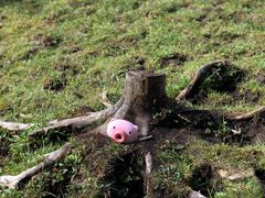 -硗碛藏寨·神木垒景区