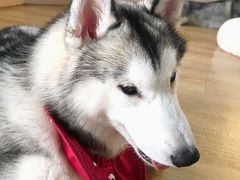 -Husky Go! 哈士奇体验馆·宠物咖啡厅狗咖