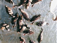 -长白岛森林公园