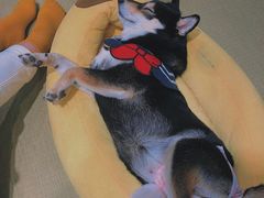 -逗柴咖啡屋·狗咖猫咖宠物桌游