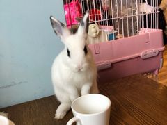 -藦茜花园宠物主题亲子互动体验馆(国顺东路店)